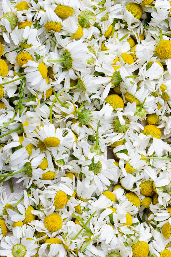 Close up of chamomile flowers with bright yellow centers on a clean white background