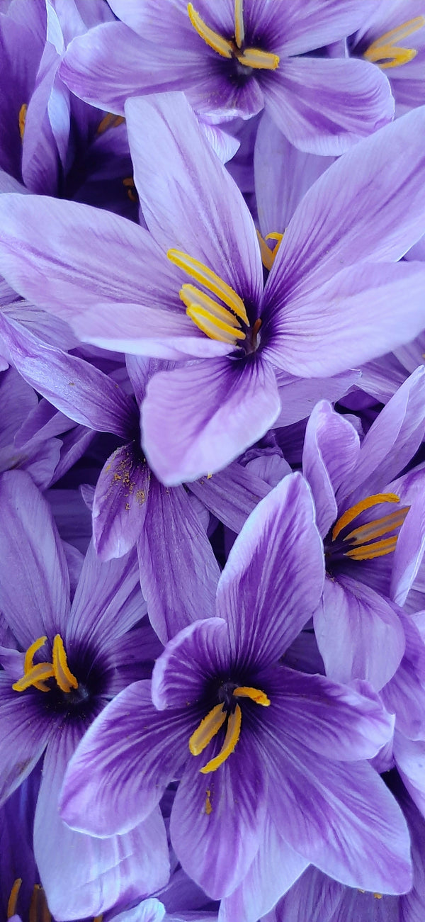 Close up view of saffron flowers showing delicate yellow threads and fine natural detail